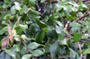 Eugenia uniflora, Cerise à côtes ou Cerisier de Cayenne